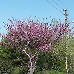 Demir